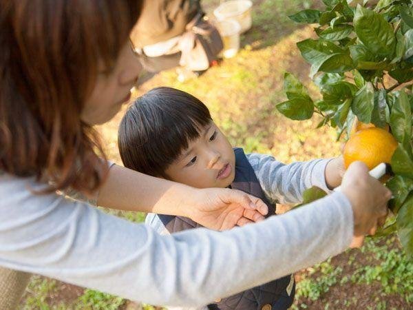 🇪🇸 유노코 스페인 마을 후쿠다 농장(유노코 스페인무라 후쿠다 노조) 이미지 4